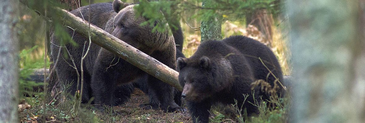 Braunbärenbeaobachtung in Estland - Naturreise Wildes Baltikum