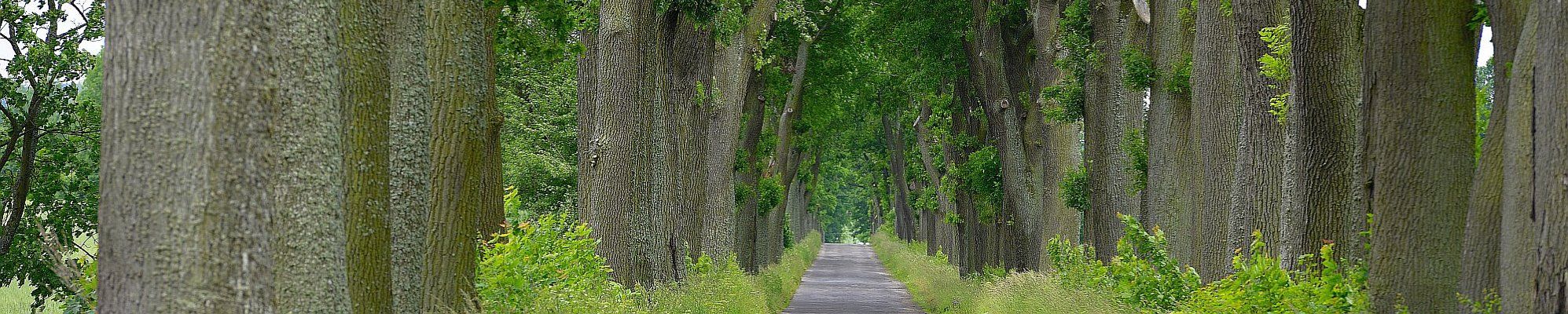 Allee in Masuren