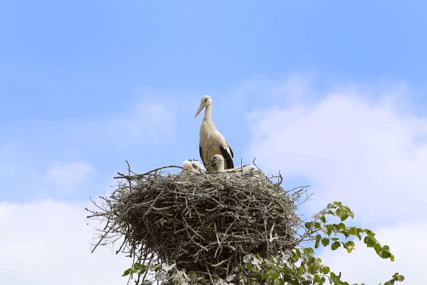 Flug- und Schiffsreise nach Ostpreußen